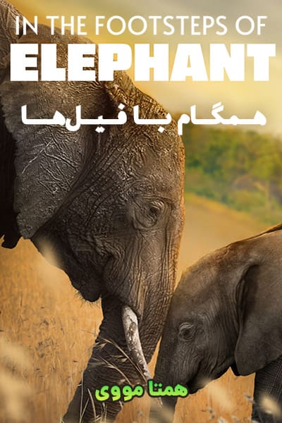 دانلود مستند In the Footsteps of Elephant 2020